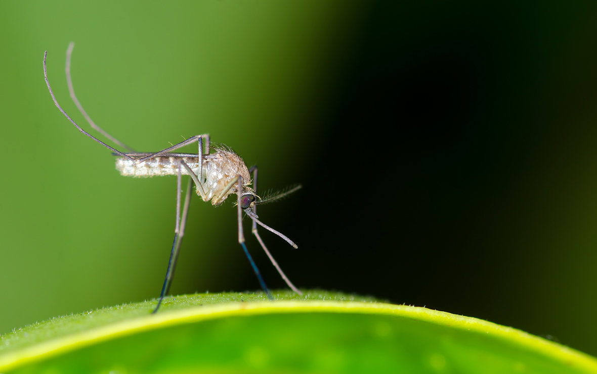 come eliminare zanzara comune